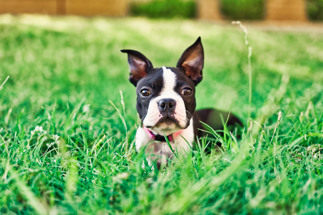 How to Make Your Yard Dog-Friendly | Roof Installers Fairfield CT