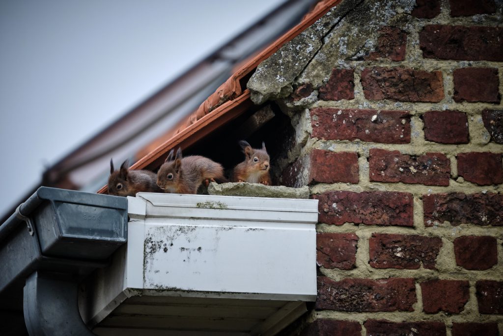 What To Do If I Have Animals Living On Or In My Roof - LANDMARK EXTERIORS