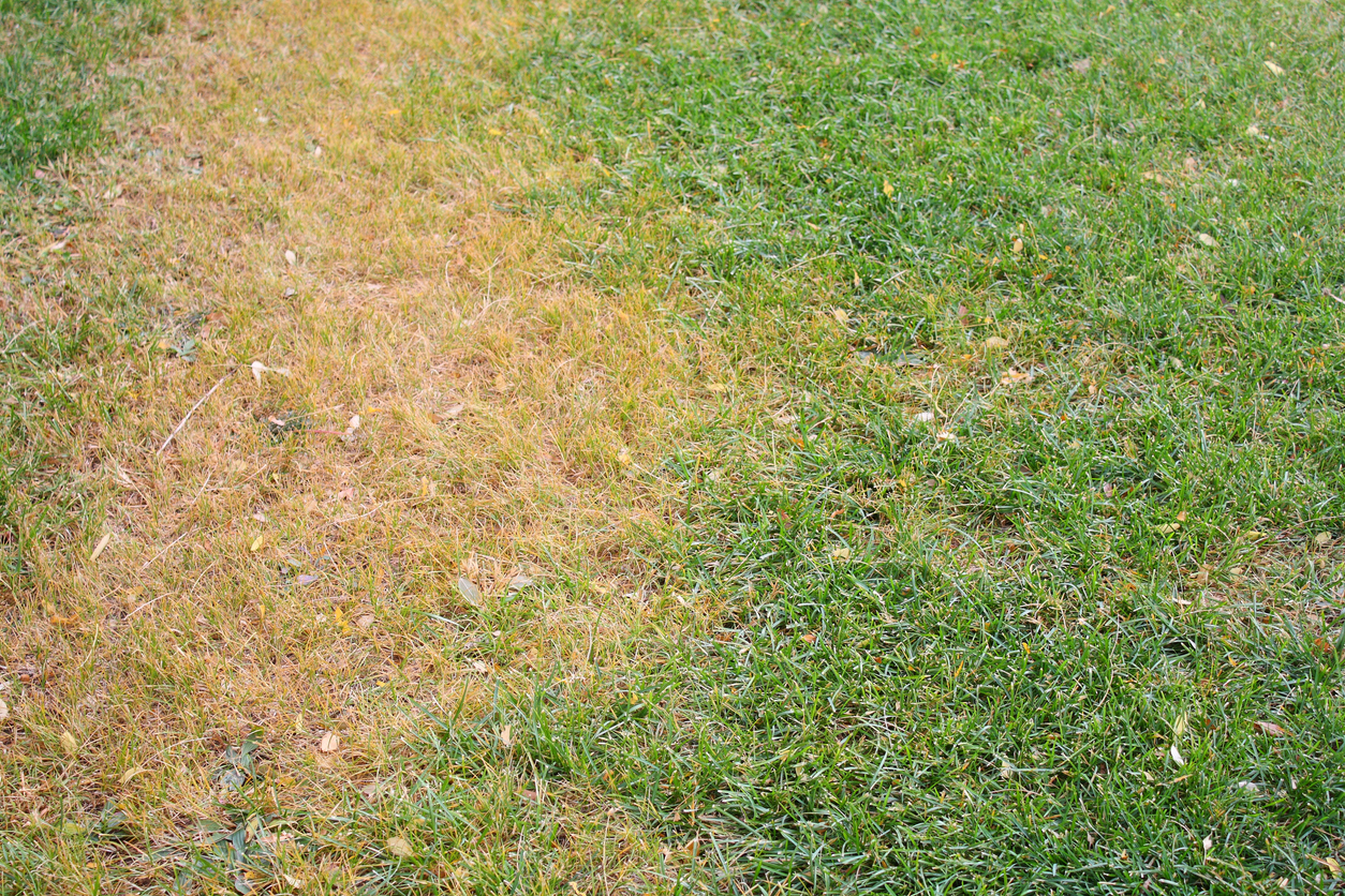 A spot of dead grass.