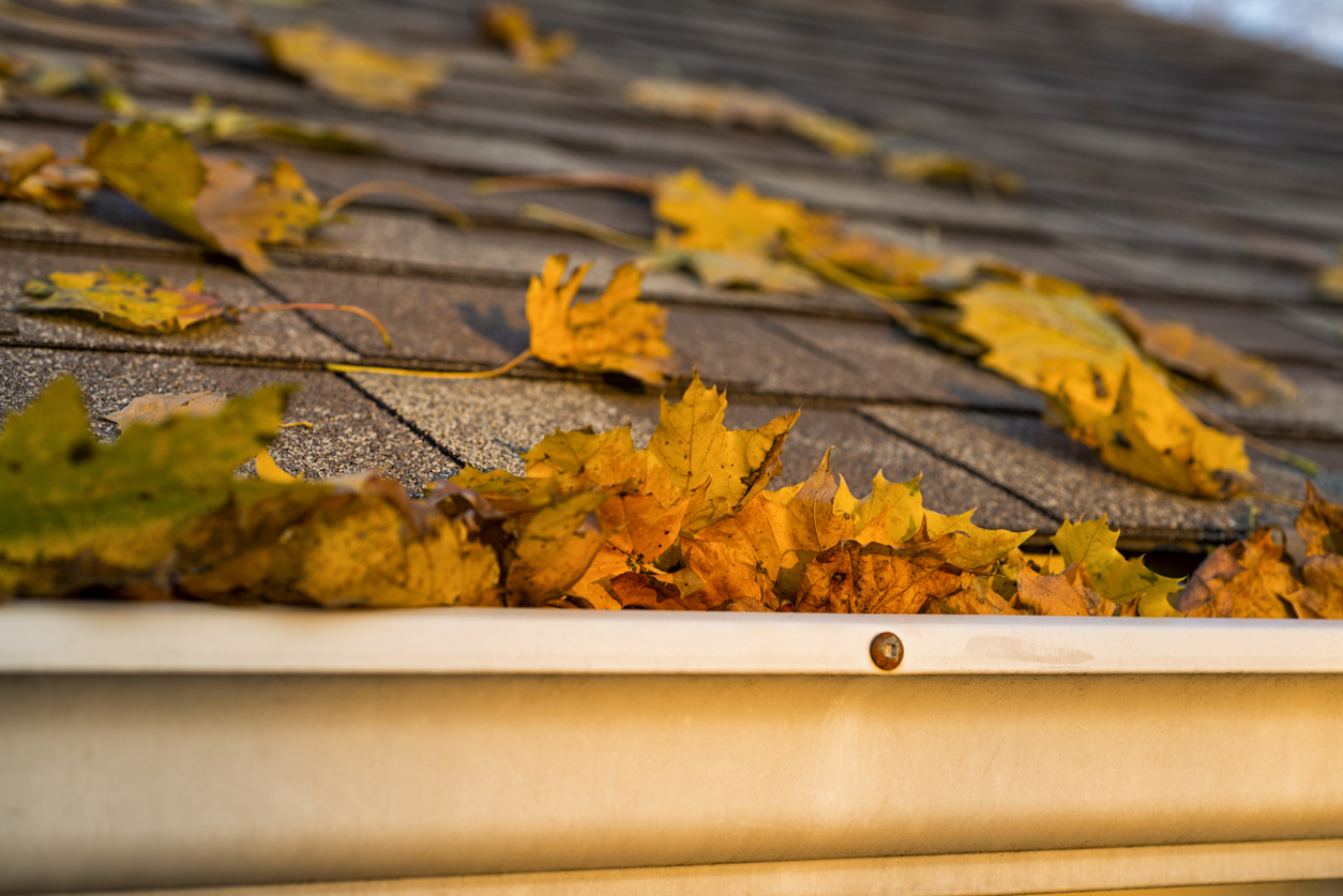 Autumn Leaves in the Gutter and on a shingled roof of a house.
