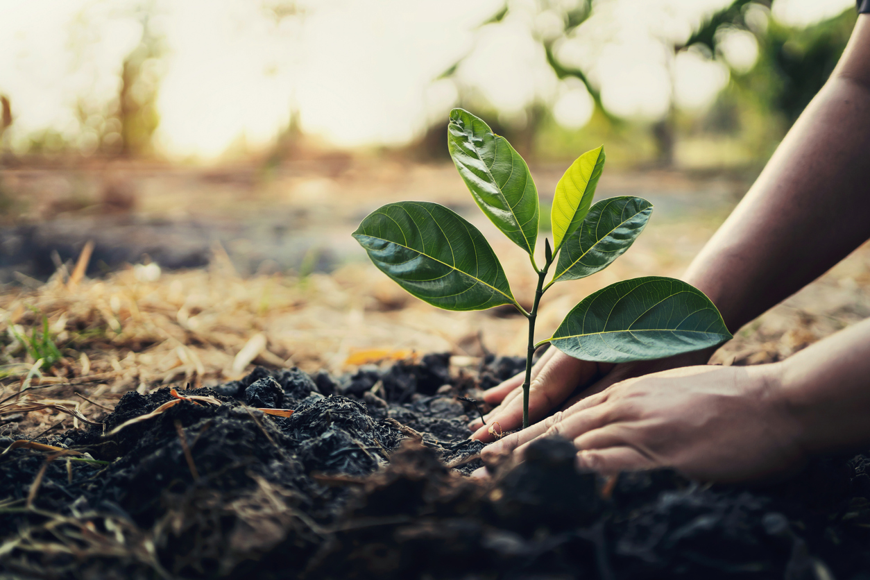 close up of planting a tree in garden