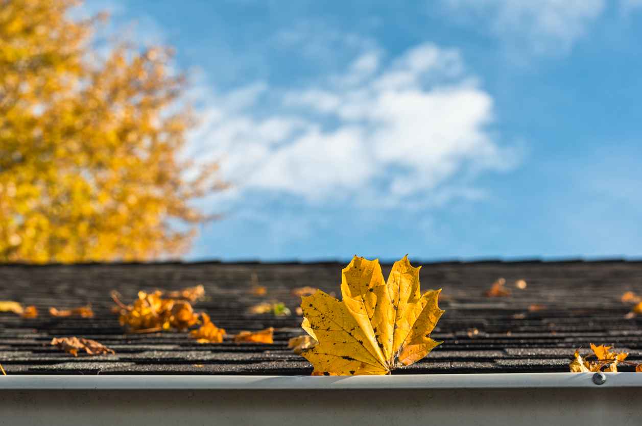 Looking up at yellow Sugar Maple leaves stuck in a white K-Style gutter against a blue sky. This is a homeowner's night mare, trying to keep up the maintenance on their gutters from fall leaves and other debris, if not there can be water problems for the roof and around the house