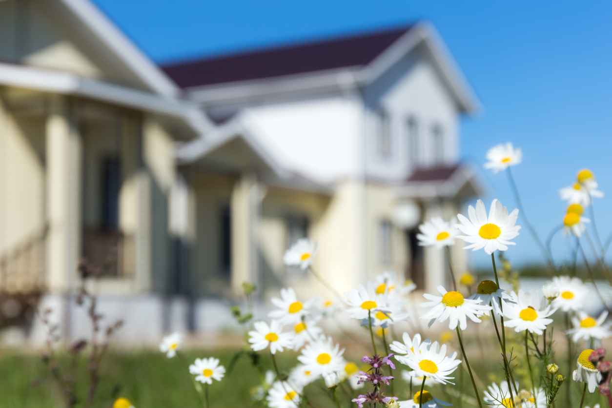 Camomiles with blurred house in background