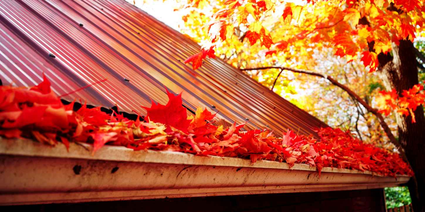 Maple leaves in gutter, fall time