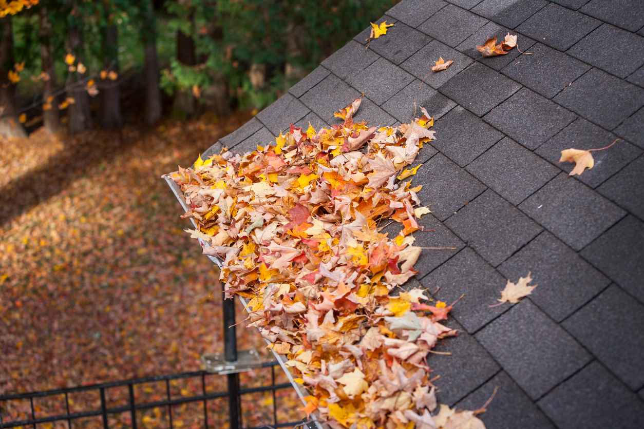 Fall leaves clog a gutter and pile up on an asphalt roof
